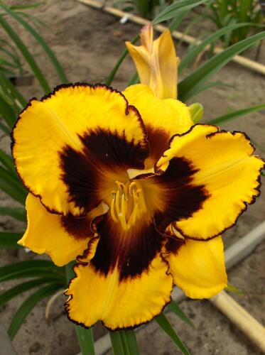 Denivka 'Pumpkin Bandit' - Hemerocallis 'Pumpkin Bandit'