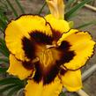 Denivka 'Pumpkin Bandit' - Hemerocallis 'Pumpkin Bandit'