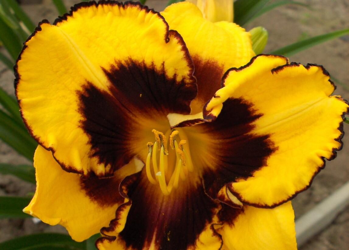 Denivka 'Pumpkin Bandit' - Hemerocallis 'Pumpkin Bandit'