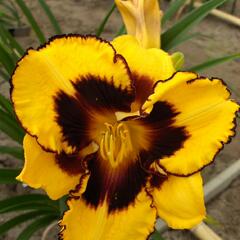 Denivka 'Pumpkin Bandit' - Hemerocallis 'Pumpkin Bandit'