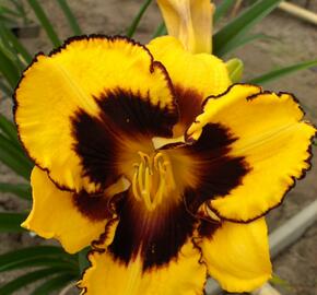 Denivka 'Pumpkin Bandit' - Hemerocallis 'Pumpkin Bandit'