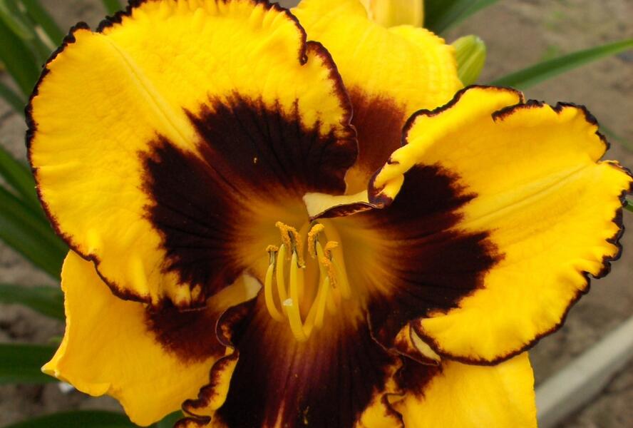 Denivka 'Pumpkin Bandit' - Hemerocallis 'Pumpkin Bandit'