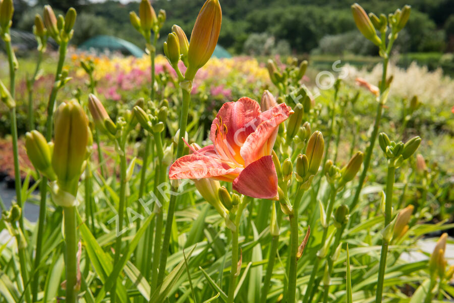 Denivka 'Pretty Fancy' - Hemerocallis 'Pretty Fancy'