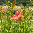 Denivka 'Pretty Fancy' - Hemerocallis 'Pretty Fancy'