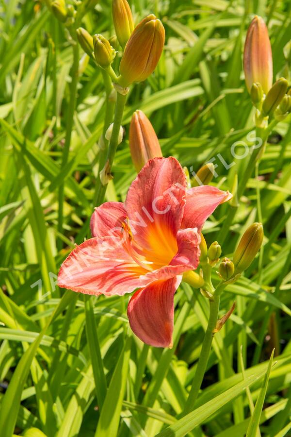 Denivka 'Pretty Fancy' - Hemerocallis 'Pretty Fancy'
