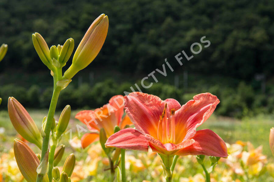 Denivka 'Pretty Fancy' - Hemerocallis 'Pretty Fancy'