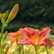 Denivka 'Pretty Fancy' - Hemerocallis 'Pretty Fancy'