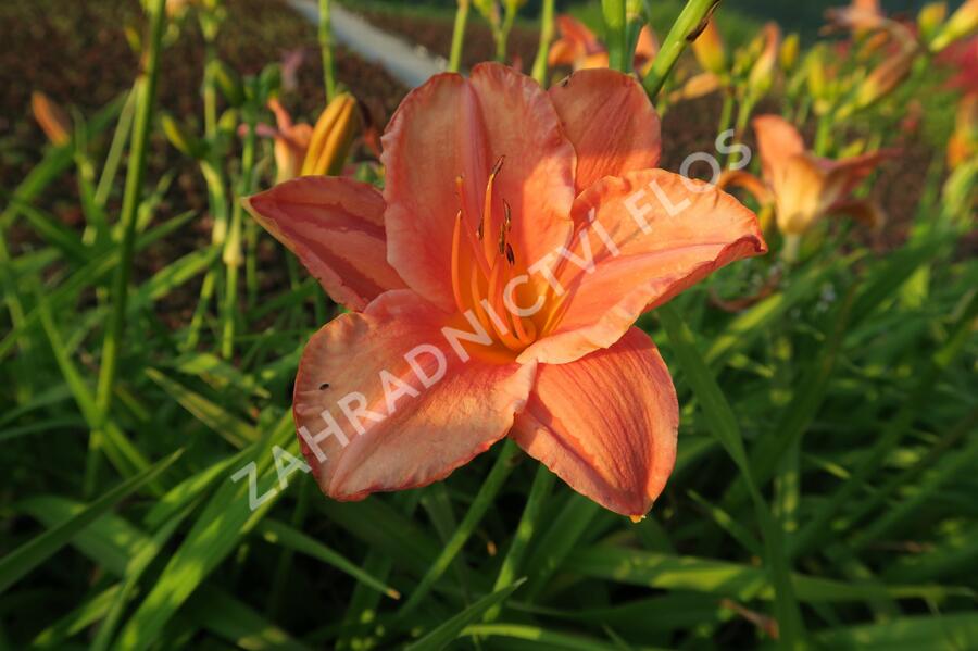 Denivka 'Pretty Fancy' - Hemerocallis 'Pretty Fancy'