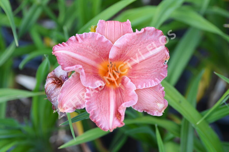 Denivka 'Pretty Fancy' - Hemerocallis 'Pretty Fancy'