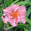 Denivka 'Pretty Fancy' - Hemerocallis 'Pretty Fancy'