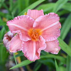 Denivka 'Pretty Fancy' - Hemerocallis 'Pretty Fancy'