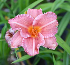 Denivka 'Pretty Fancy' - Hemerocallis 'Pretty Fancy'