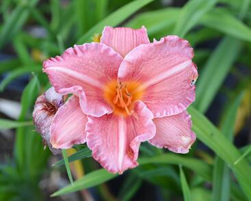 Denivka 'Pretty Fancy'