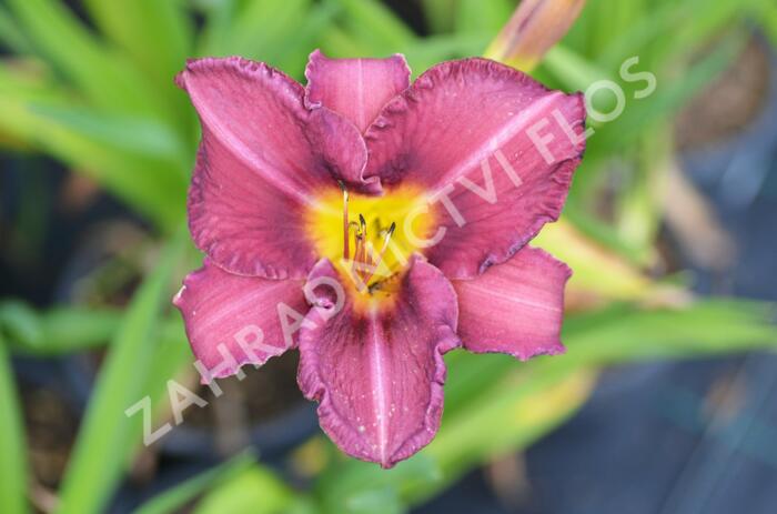 Denivka 'Olive Bailey Langdon' - Hemerocallis 'Olive Bailey Langdon'