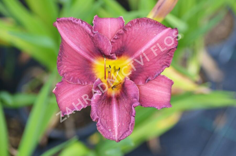 Denivka 'Olive Bailey Langdon' - Hemerocallis 'Olive Bailey Langdon'