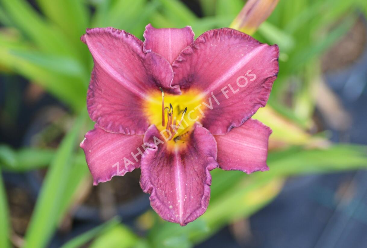 Denivka 'Olive Bailey Langdon' - Hemerocallis 'Olive Bailey Langdon'
