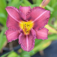 Denivka 'Olive Bailey Langdon' - Hemerocallis 'Olive Bailey Langdon'