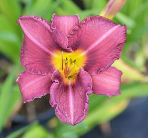 Denivka 'Olive Bailey Langdon' - Hemerocallis 'Olive Bailey Langdon'