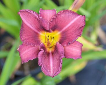 Denivka 'Olive Bailey Langdon'