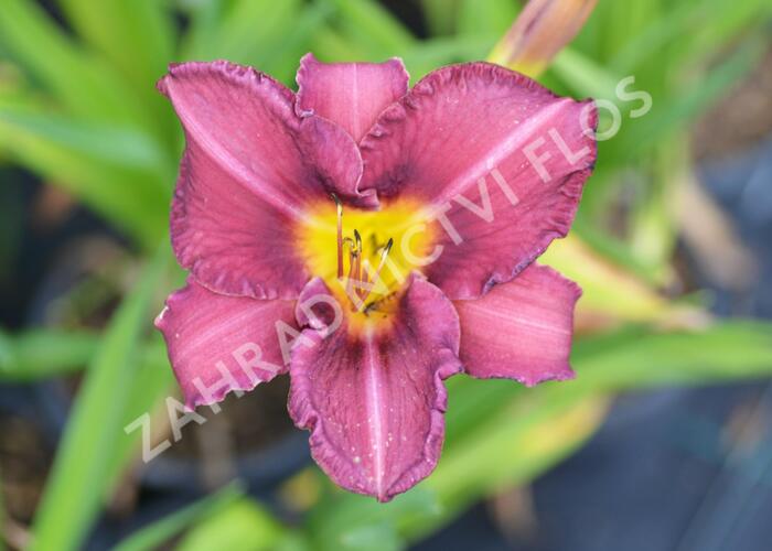 Denivka 'Olive Bailey Langdon' - Hemerocallis 'Olive Bailey Langdon'