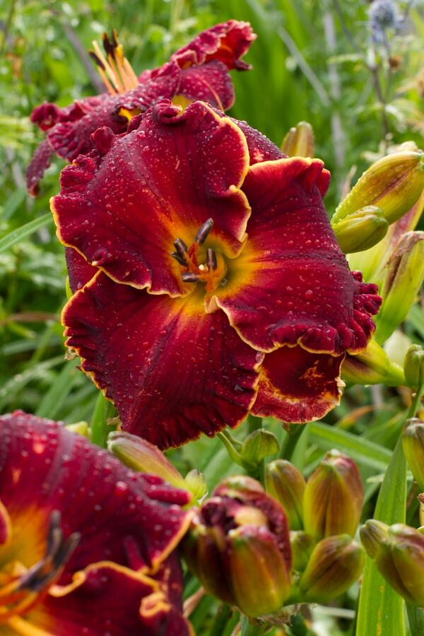 Denivka 'Naughty Red' - Hemerocallis 'Naughty Red'