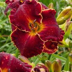 Denivka 'Naughty Red' - Hemerocallis 'Naughty Red'