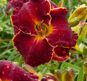 Denivka 'Naughty Red' - Hemerocallis 'Naughty Red'