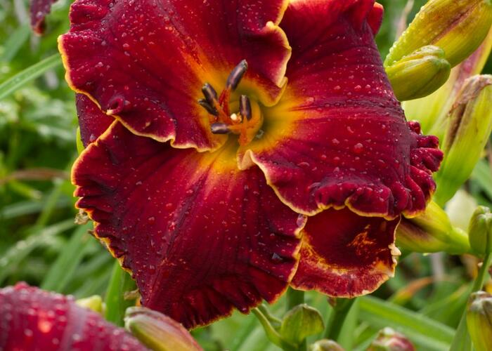 Denivka 'Naughty Red' - Hemerocallis 'Naughty Red'