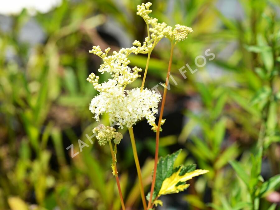 Tužebník jilmový 'Variegata' - Filipendula ulmaria 'Variegata'