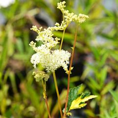 Tužebník jilmový 'Variegata' - Filipendula ulmaria 'Variegata'