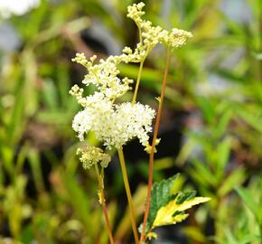 Tužebník jilmový 'Variegata' - Filipendula ulmaria 'Variegata'