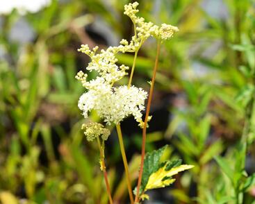 Tužebník jilmový 'Variegata'