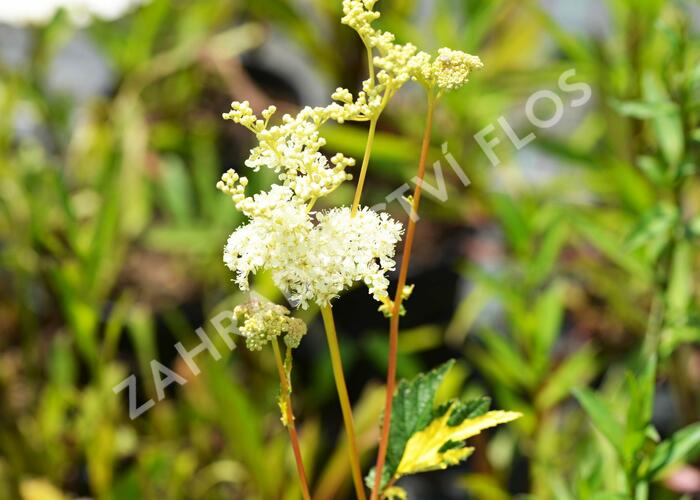 Tužebník jilmový 'Variegata' - Filipendula ulmaria 'Variegata'