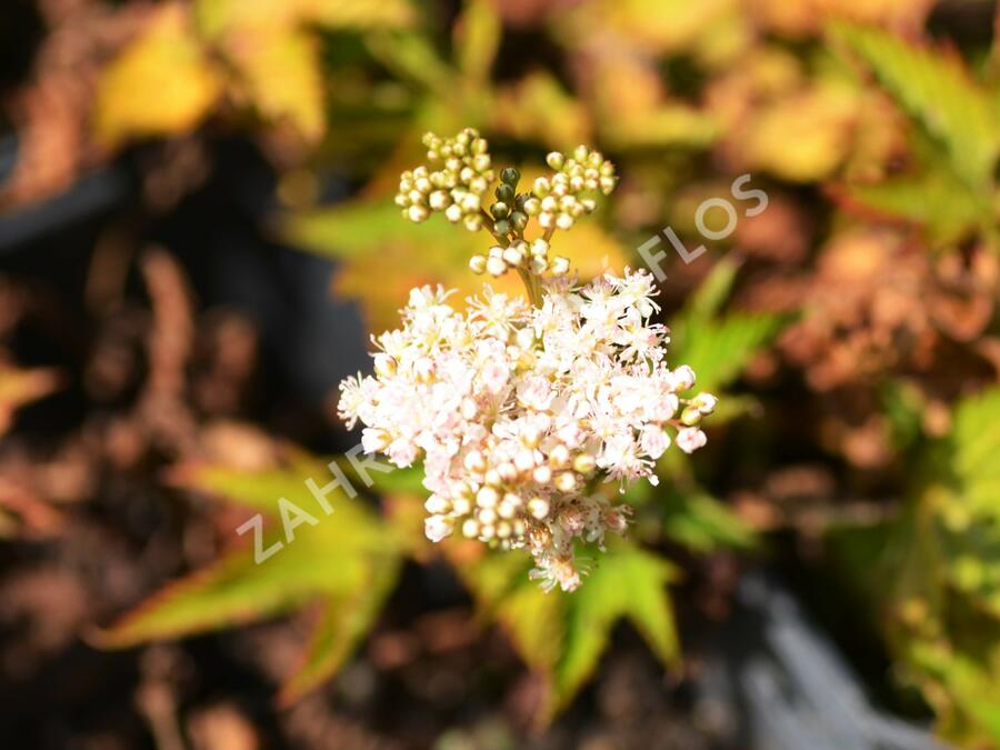 Tužebník 'Nana' - Filipendula palmata 'Nana'