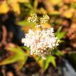 Tužebník 'Nana' - Filipendula palmata 'Nana'