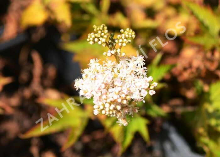 Tužebník 'Nana' - Filipendula palmata 'Nana'