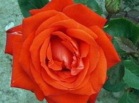 Růže velkokvětá 'Lidka' - Rosa VK 'Lidka'