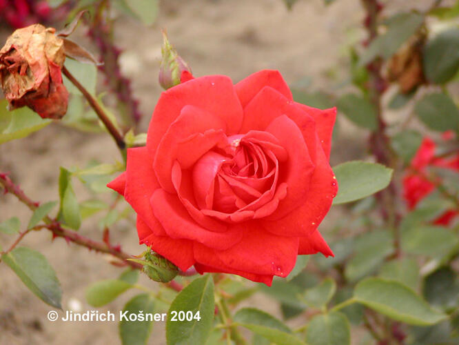 Růže velkokvětá 'Lidka' - Rosa VK 'Lidka'