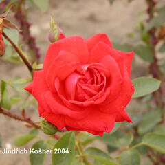 Růže velkokvětá 'Lidka' - Rosa VK 'Lidka'