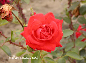 Růže velkokvětá 'Lidka' - Rosa VK 'Lidka'