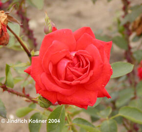 Růže velkokvětá 'Lidka' - Rosa VK 'Lidka'