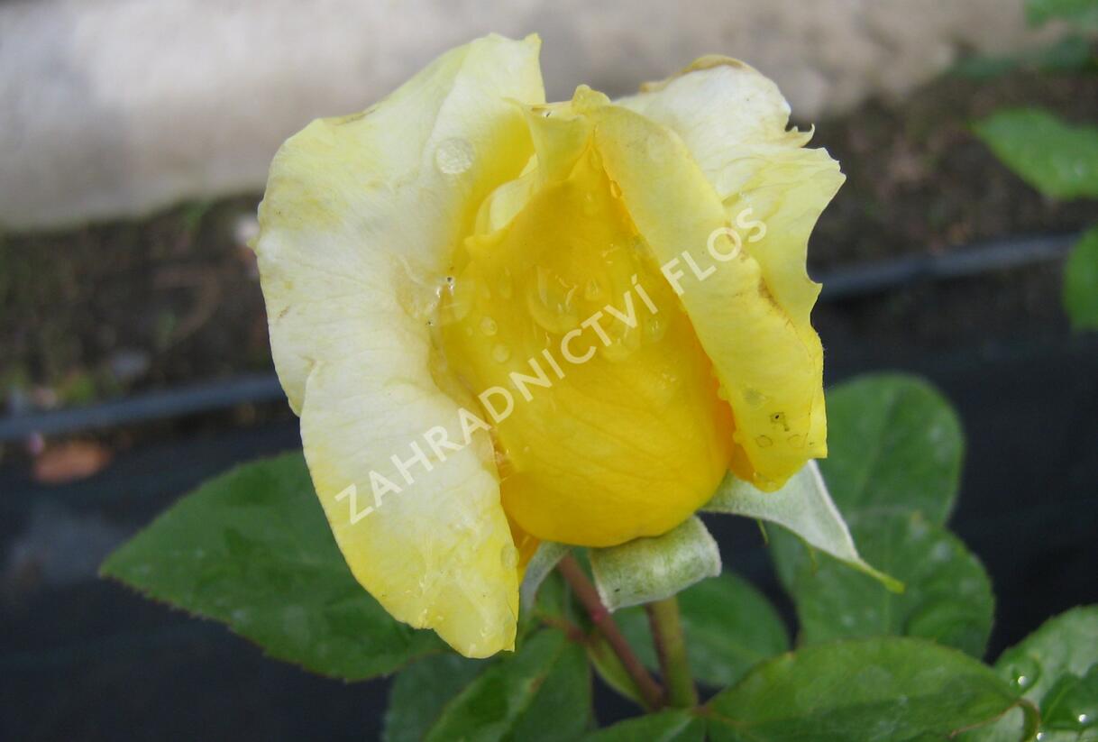 Růže velkokvětá 'Landora' - Rosa VK 'Landora'
