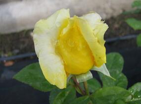 Růže velkokvětá 'Landora' - Rosa VK 'Landora'