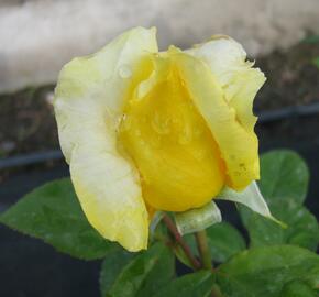 Růže velkokvětá 'Landora' - Rosa VK 'Landora'