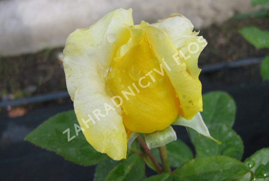 Růže velkokvětá 'Landora' - Rosa VK 'Landora'