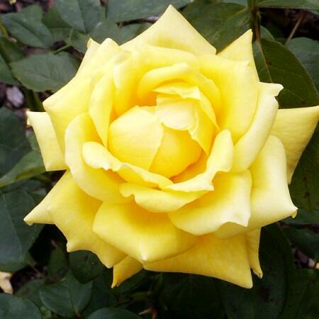 Růže velkokvětá 'Landora' - Rosa VK 'Landora'