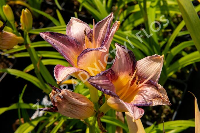 Denivka 'Moroccan Sunrise' - Hemerocallis 'Moroccan Sunrise'