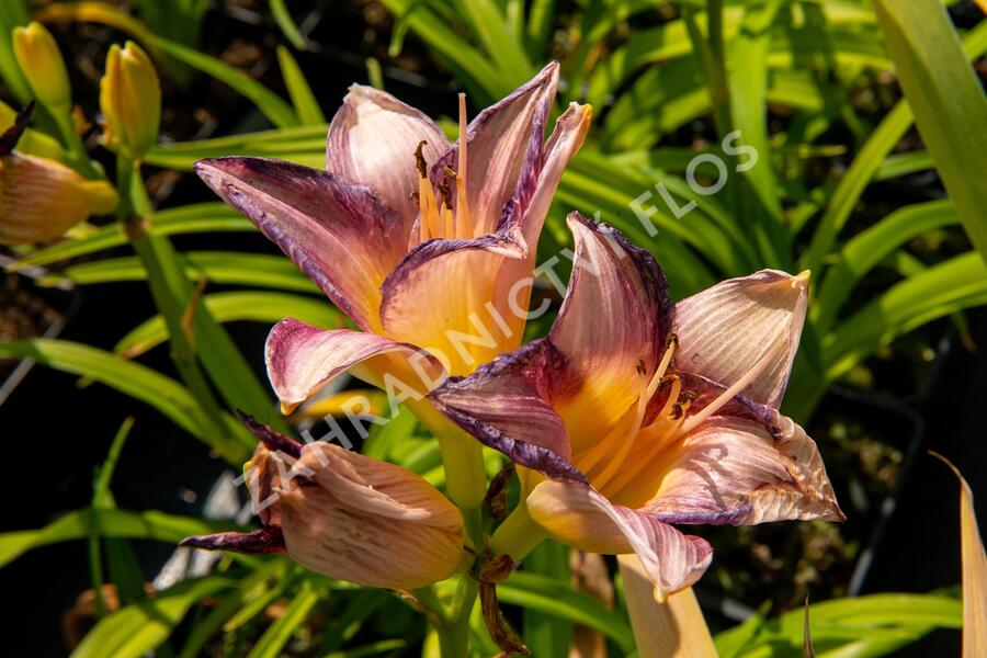 Denivka 'Moroccan Sunrise' - Hemerocallis 'Moroccan Sunrise'