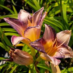 Denivka 'Moroccan Sunrise' - Hemerocallis 'Moroccan Sunrise'