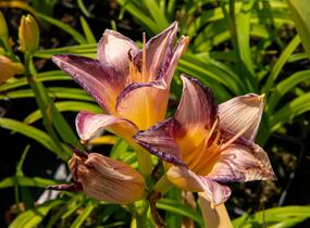 Denivka 'Moroccan Sunrise' - Hemerocallis 'Moroccan Sunrise'